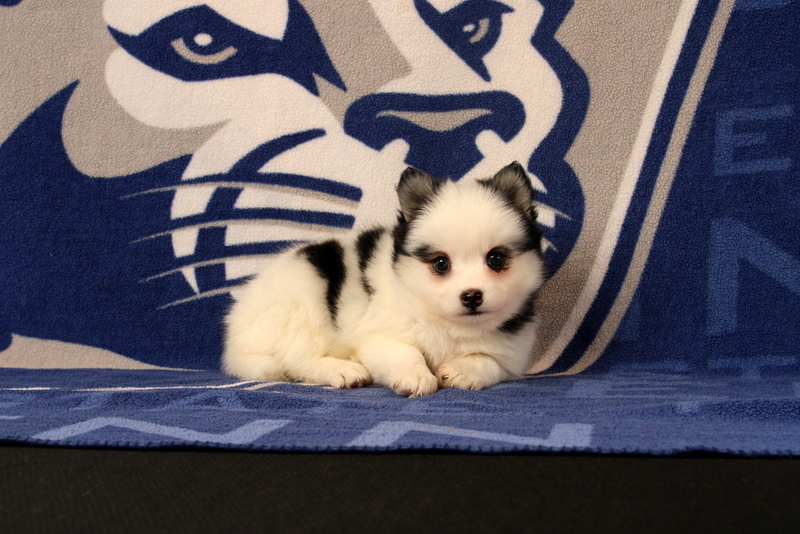 puppy, for, sale, Pomsky, Matthew B. Stoltzfus, dog, breeder, Gap, PA, dog-breeder, puppy-for-sale, forsale, nearby, find, puppyfind, locator, puppylocator, aca